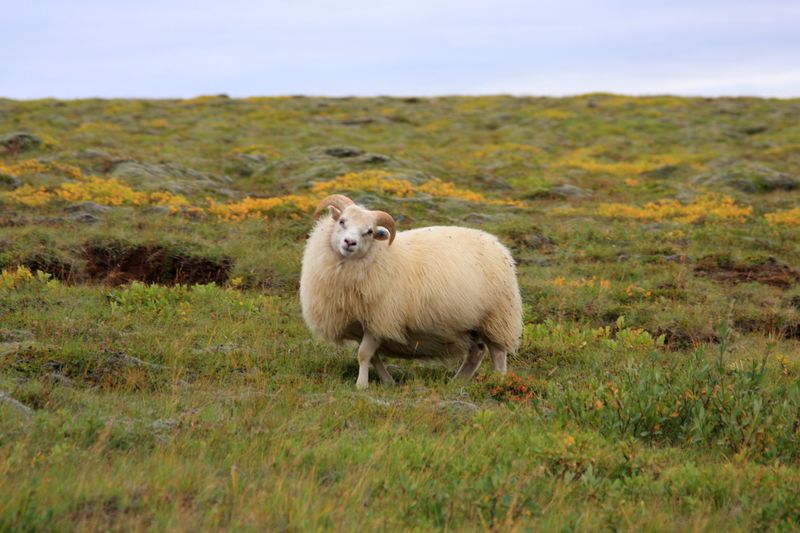 iceland_animals_01
