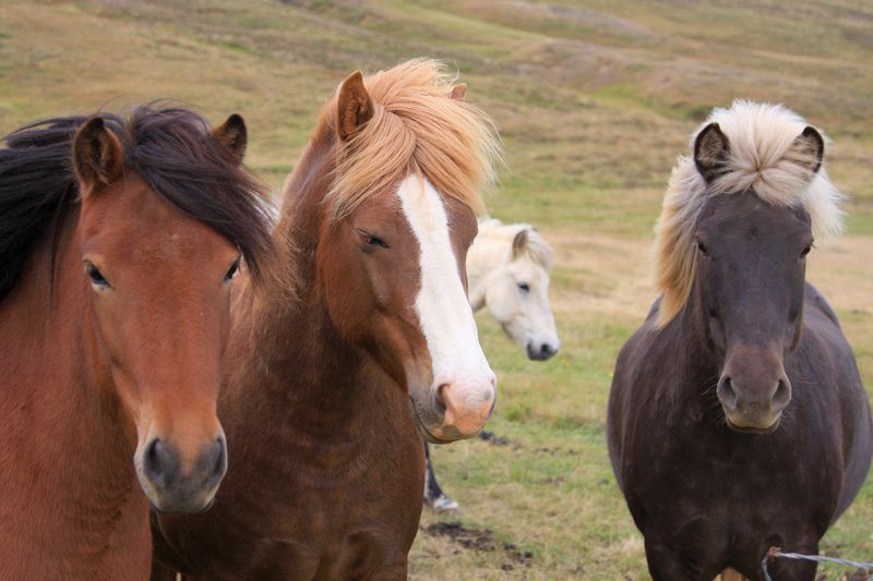iceland_animals_03