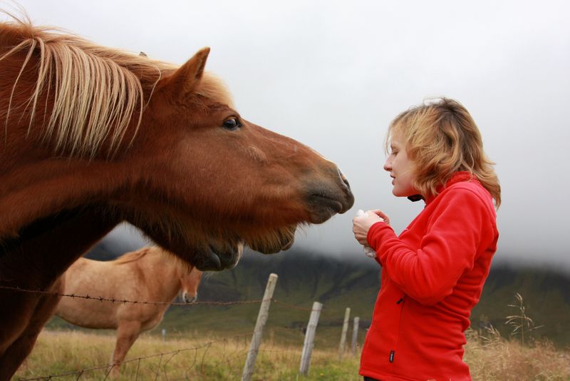 iceland_animals_04