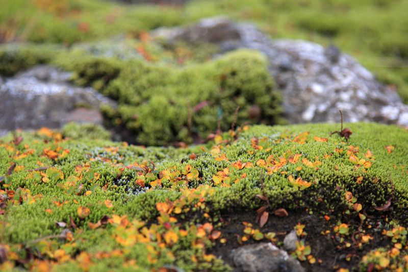 iceland_flora_01