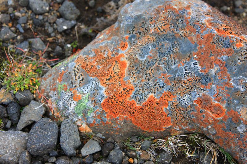 iceland_flora_02