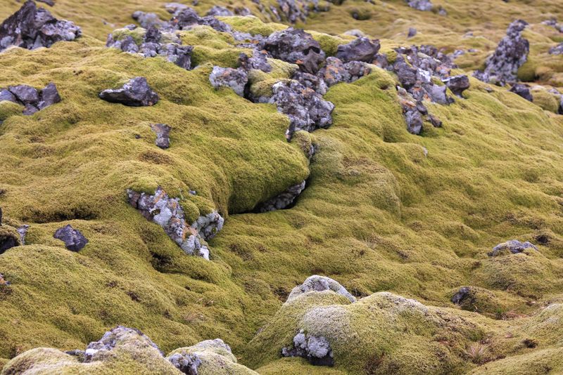 iceland_flora_03