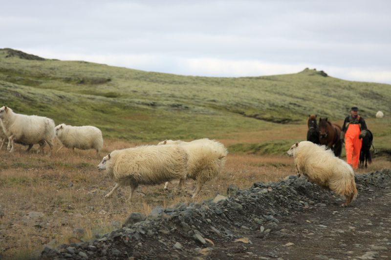 iceland_lifestyle_02